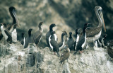 BIRD - CORMORANT - GUANAY - PARACAS C.jpg