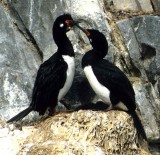 BIRD - CORMORANT - ROCK - ARGENTINA-BEAGLECHANNEL-SHAG4 (2).jpg