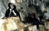 BIRD - CORMORANT - ROCK - ARGENTINA-BEAGLECHANNEL-SHAG4 (4).jpg