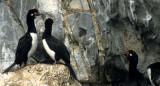 BIRD - CORMORANT - ROCK - BEAGLE CHANNEL A.jpg