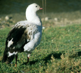 BIRD - GOOSE - ANDEAN - BOLIVIA A.jpg