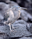 BIRD - HERON - LAVA - GALAPAGOS F.jpg