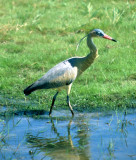 BIRD - HERON - WHISTLING - PANTANAL B.jpg