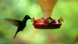 BIRD - HUMMINGBIRD - GREEN CROWNED BRILLIANT - PANAMA.jpg