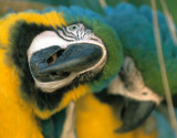 BIRD - MACAW - BLUE AND YELLOW - PANTANAL E1.jpg