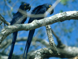 BIRD - MACAW - HYACINTH - PANTANAL E.jpg