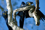 BIRD - MACAW - HYACINTH - PANTANAL G.jpg