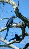 BIRD - MACAW - HYACINTH - PANTANAL.jpg