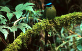 BIRD - MOTMOT- BLUE CROWNED - PERU.jpg