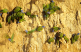 BIRD - PARROT - BLUE-HEADED AT MINERAL LIKE IN MANY.jpg