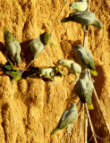 BIRD - PARROT - MEALY - MANU PERU C.jpg