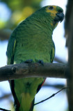 BIRD - PARROT - ORANGE WINGED - PANTANAL.jpg