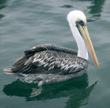 BIRD - PELICAN - BROWN - PARACAS C1.jpg