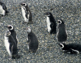 BIRD - PENGUIN - MAGELLANIC - BEAGLE CHANNEL (8).jpg