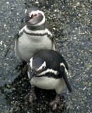 BIRD - PENGUIN - MAGELLANIC - BEAGLE CHANNEL (9).jpg