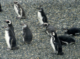 BIRD - PENGUIN - MAGELLANIC - BEAGLE CHANNEL.jpg