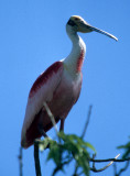 BIRD - ROSEATE SPOONBILL - PANTANAL C.jpg