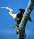 BIRD - SOUTH AMERICAN DARTER - PANTANAL.jpg