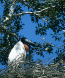 BIRD - STORK - JABIRU - PANTANAL B.jpg