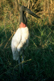 BIRD - STORK - JABIRU - PANTANAL D.jpg