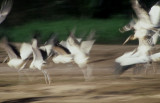 BIRD - STORK - WOOD - MANU.jpg