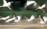 BIRD - STORK - WOOD STORKS IN FLIGHT IN MANU PERU.jpg