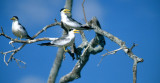 BIRD - TERN - LARGE BILLED - PANTANAL A.jpg