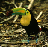 BIRD - TOUCAN - KEEL-BILLED - BELIZE - RAMBO C.jpg