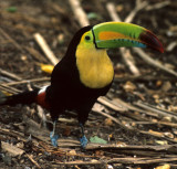 BIRD - TOUCAN - KEEL-BILLED - BELIZE - RAMBO.jpg