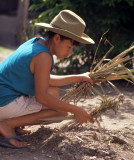 BELIZE - MAYA WOMAN GATHERING ROOF THATCH -GARCIA SISTERS.jpg