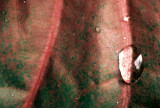 COSTA RICA - MONTEVERDE - LEAF.jpg