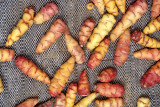 PERU - ANDES - POTATO.jpg