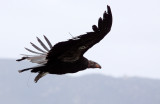 BIRD - VULTURE - CONDOR - CALIFORNIA CONDOR - PINNACLES NATIONAL MONUMENT CALIFORNIA (32).JPG