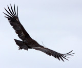 BIRD - VULTURE - CONDOR - CALIFORNIA CONDOR - PINNACLES NATIONAL MONUMENT CALIFORNIA (40).JPG