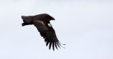 BIRD - VULTURE - CONDOR - CALIFORNIA CONDOR - PINNACLES NATIONAL MONUMENT CALIFORNIA (44).JPG