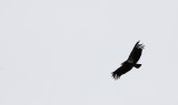 BIRD - VULTURE - CONDOR - CALIFORNIA CONDOR - PINNACLES NATIONAL MONUMENT CALIFORNIA (62).JPG