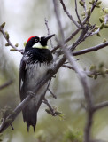 BIRD - WOODPECKER - ACORN WOODPECKER - PINNACLES NATIONAL MONUMENT CALIFORNIA (5).JPG