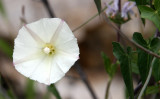 CONVOLVULACEAE - MORNING GLORY SPECIES - PINNACLES NATIONAL MONUMENT CALIFORNIA (3).JPG