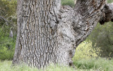 FAGACEAE - QUERCUS SPECIES - COASTAL LIVE OAK SPECIES - PINNACLES NATIONAL MONUMENT CALIFORNIA (2).JPG