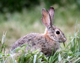 LAGOMORPH - RABBIT - DESERT COTTONTAIL - PINNACLES NATIONAL MONUMENT CALIFORNIA (10).JPG