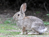 LAGOMORPH - RABBIT - DESERT COTTONTAIL - PINNACLES NATIONAL MONUMENT CALIFORNIA (16).JPG