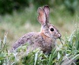 LAGOMORPH - RABBIT - DESERT COTTONTAIL - PINNACLES NATIONAL MONUMENT CALIFORNIA (5).JPG