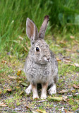 LAGOMORPH - RABBIT - DESERT COTTONTAIL RABBIT - PINNACLES NATIONAL MONUMENT CALIFORNIA.JPG