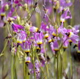 PRIMULACEAE - DODECATHEON CLEVELANDII - SHOOTING STAR - PINNACLES NATIONAL MONUMENT CALIFORNIA (3).JPG
