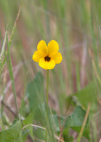 VIOLACEAE - VIOLA PEDUNCULATA - JOHNNY-JUMP-UP - PINNACLES NATIONAL MONUMENT CALIFORNIA.JPG