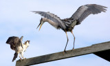 Ospreys