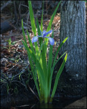 1843 Iris.jpg