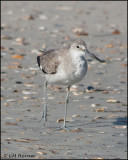2070 Willet.jpg
