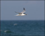 2080 Sandwich Tern.jpg