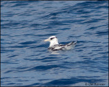 2126 Red-billed Tropicbird immature.jpg